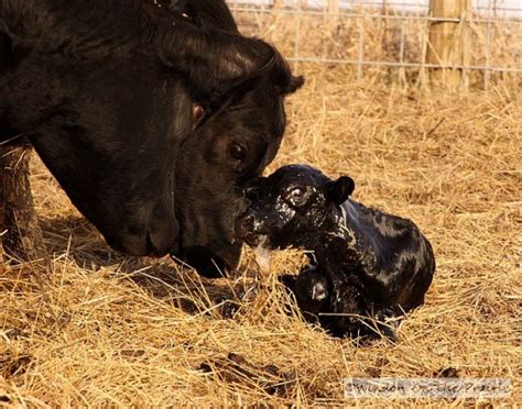 Cow Giving Birth To A Calf Window On The Prairie