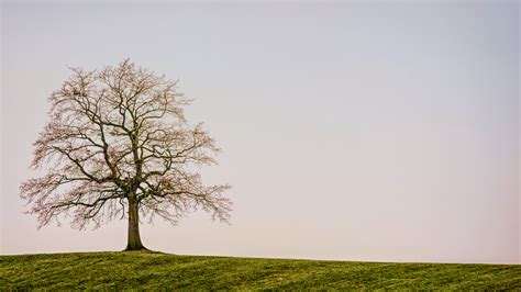 Download the tree, nature png on freepngimg for free. Beautiful Lonely Tree Background For PowerPoint - Nature ...