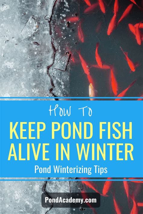 Fish Swimming In Water With Text Overlay That Reads How To Keep Pond