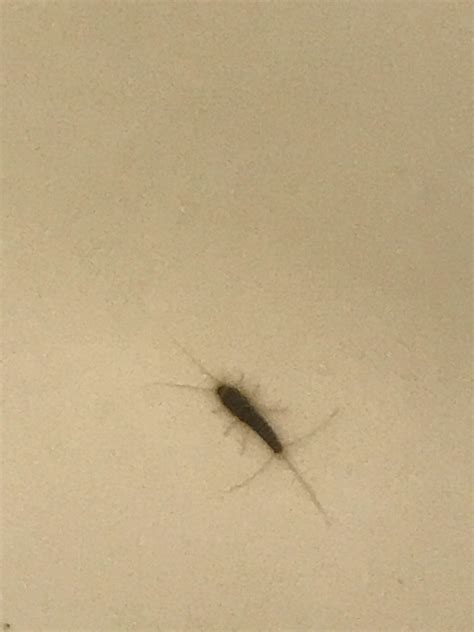 What Bug Is This I Found It In My Bathtub This Morning Rinsects
