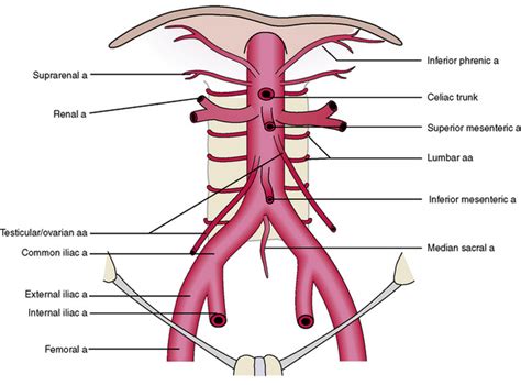 • abdominal walls • abdominal cavity • abdominal viscera. 4: The Abdomen, Pelvis, and Perineum | Pocket Dentistry