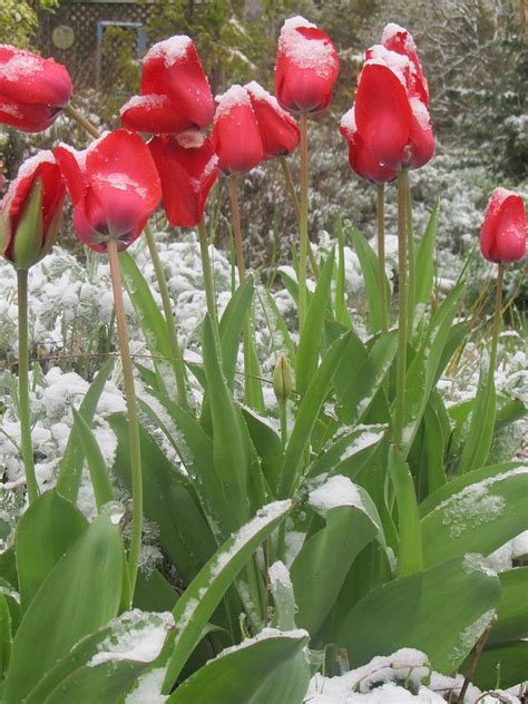 Tulips In The Snow Photograph By Rita Hicks Pixels