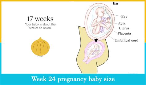 The 24th Week Of Pregnancy Mother