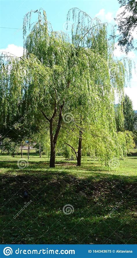 A Weeping Willow In A Sunny Glade Stock Image Image Of Slender Blue