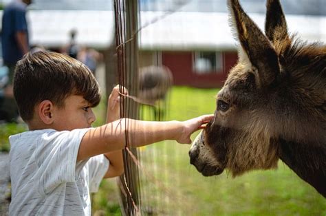 How Long Do Donkeys Live The Longest Living Donkey And More Facts Kidadl