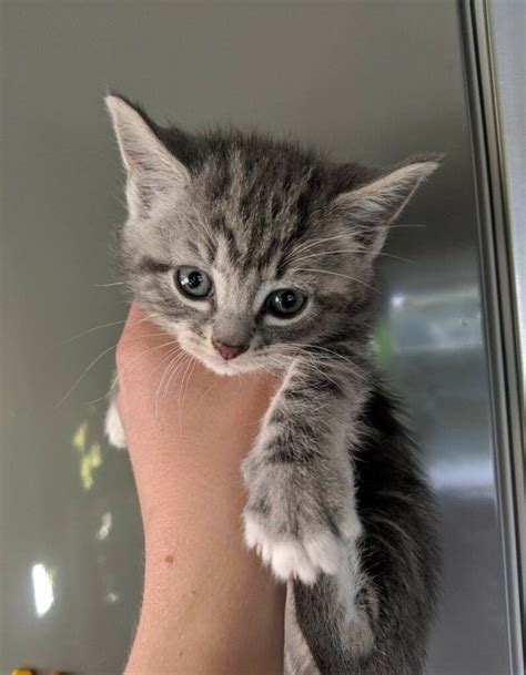 So it can be easily concluded that the tabby kittens are very. Beautiful grey tabby kittens | in Batley, West Yorkshire ...