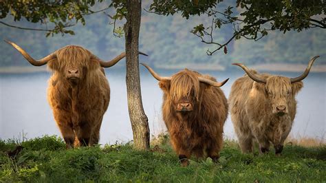 Royal Highland Cattle Society Steers Into Health Scare Row