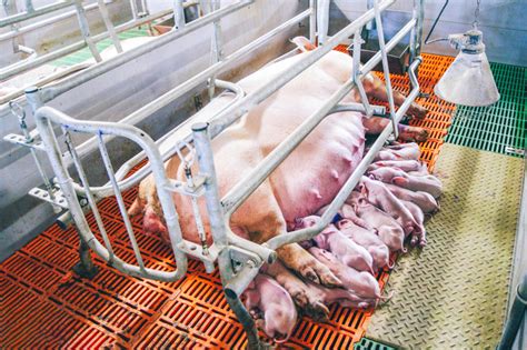 Pigs Ethical Farming Ireland