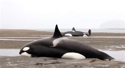 The Largest Recorded Orca