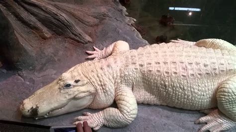 Blanco Houston Zoo Albino Alligator Youtube