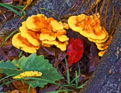Maybe less common, considering there are over 50 species of flying fish but only two types of yellow fungi that affect trees in western north. Yellow/Orange Fungus - PentaxForums.com