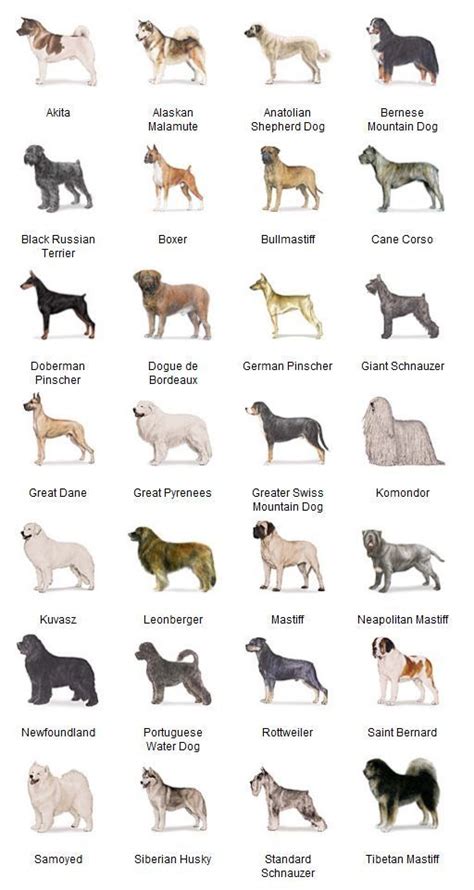 35 Awesome Akc Breeds Of Dogs Images Dog Breeds List Large Dog