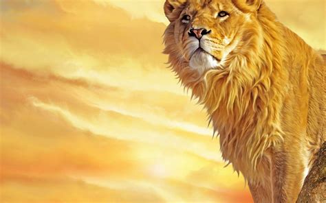 Lion Wallpapers Wallpaper Cave