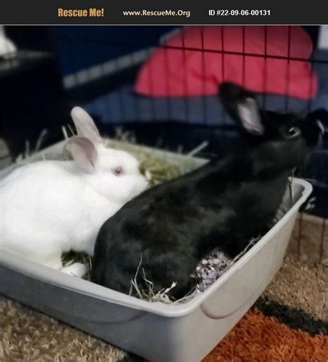 adopt 22090600131 ~ rabbit rescue ~ naples fl