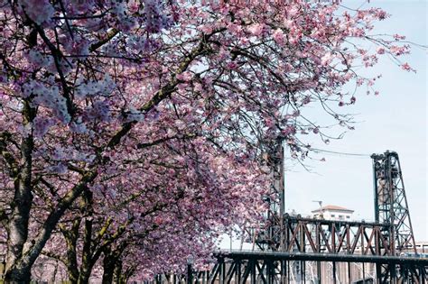 Visit Portland Downtown Portland Washington Park Cherry Blooms
