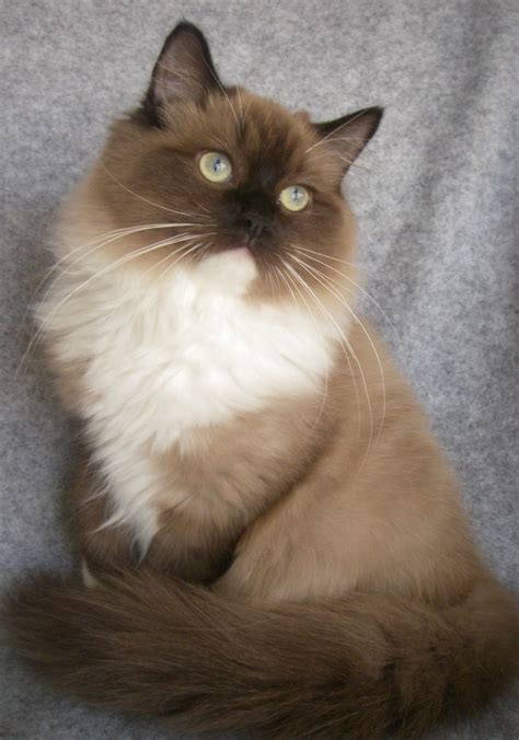 4.5 out of 5 stars 398. 20 Most Affectionate Cat Breeds in The World | Mink and Cat