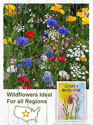 American Meadows Wildflower Seed Packets Cultivate A Brighter Future