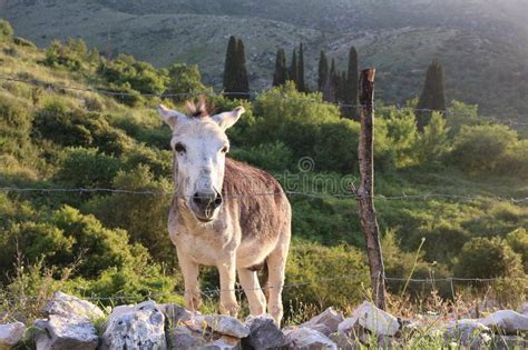 Greek Donkey Stock Image Image Of Rural Greek Corfu 155521055