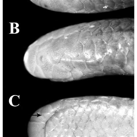 Dorsal A And Ventral B Views Of Body And Dorsal C Lateral D