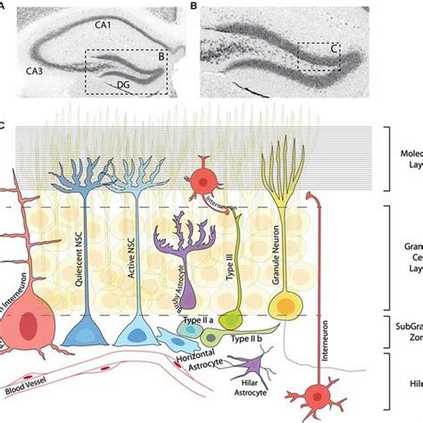 Development Of The Mouse Hippocampus Schematic Representation Of The