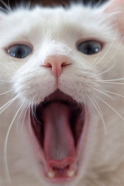 White Cat 61 Pics 45 Cats Funny Cat Pictures Funny Cats