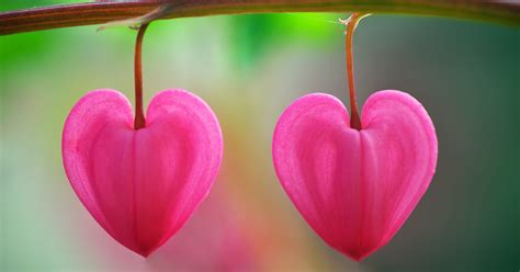 This Valentines Day Think Heart Shaped Plants Leaves