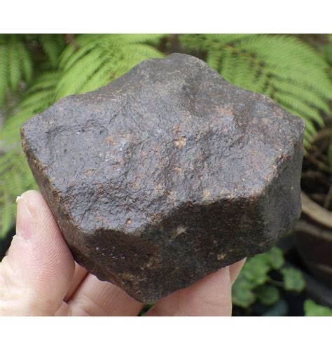 Fossils 361g Nwa 869 Stony Chondrite Meteorite