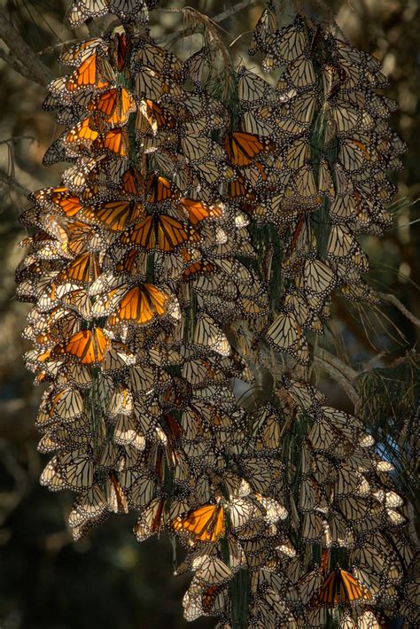 Monarch Butterflies Overwintering Group Of Monarchs Near S Flickr