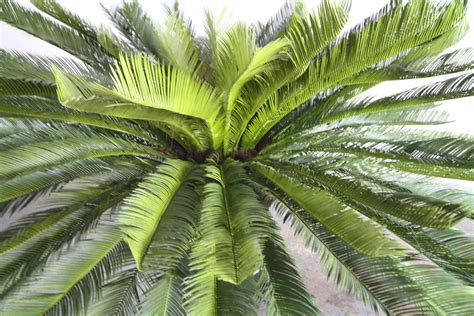 Artificial Sago Palm Fronds Artificialpalmfronds Cycaspalmtree