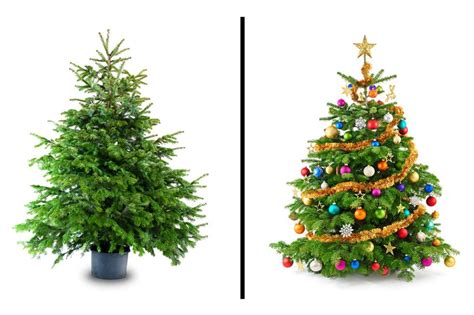 Jan 11, 2016 · ejecutar acciones de seguridad para evitar accidentes que se pueden producir en su entorno inmediato. Olvídese del abeto: este es el árbol de Navidad que ...