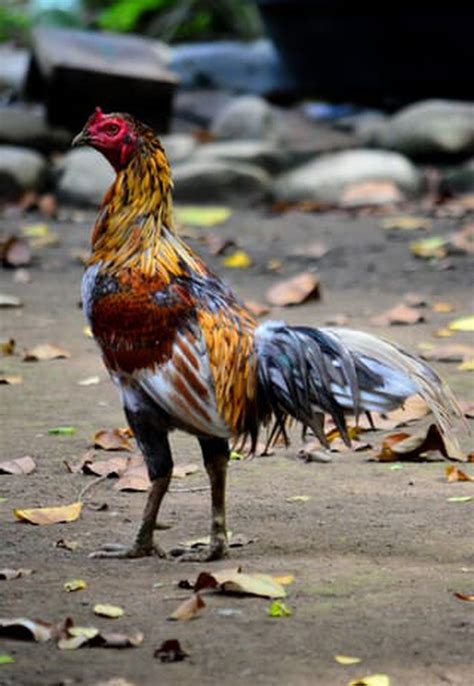 Farming Heritage Chicken Breeds Of The Philippines Living In