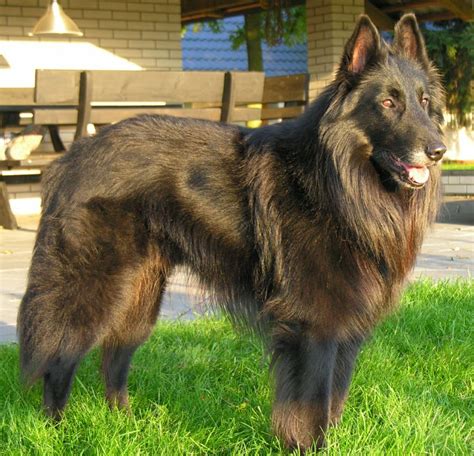 I want one sooo bad. Dog breeds: Belgian Tervuren dog temperament and ...