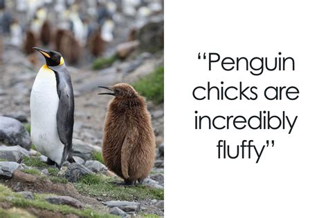 36 Penguin Facts That Shed Some Light On These Awesome Birds Bored Panda
