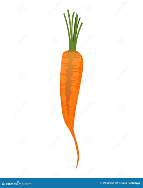 Carrots With Leaves On Top And Orange Root Fresh Cartoon Young Carrot