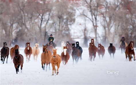Free Download Bing Wallpapers As Desktop Background Horses Winter