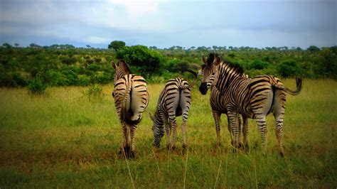African Grassland Jungle Wildlife Zebra Preview