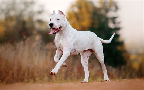 Dogo Argentino Dog Breed Description Temperament And Facts Britannica