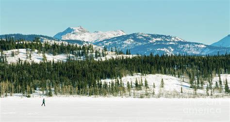 X Country Skier Frozen Lake Laberge Winter Scenery Photograph By
