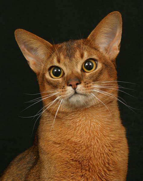 Encyclopedia Of Cats Breed Ruddy Abyssinian Cat Tawny