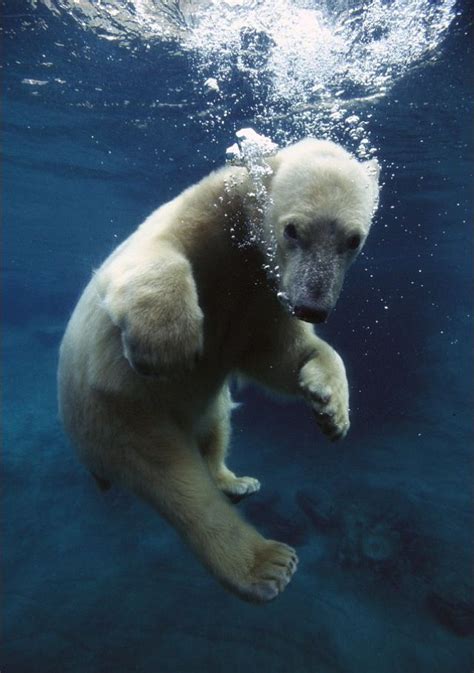 Watch Out Below Polar Bears Cool Off In California Zoo By Sliding Down