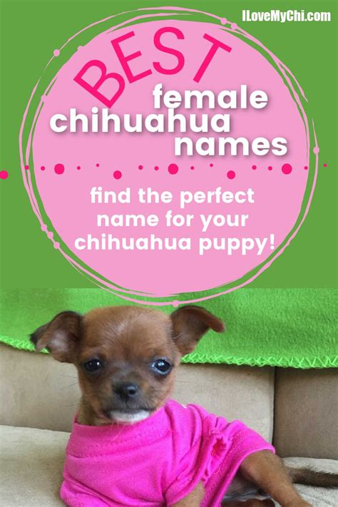 Italian Chihuahua Names Artofit