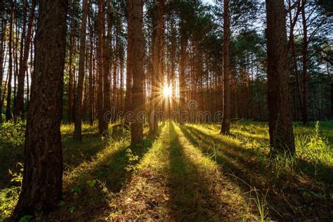 Scene Of Beautiful Sunset At Summer Pine Forest With Trees And Grass