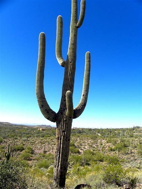 Desert Cactus 3 Photograph By Patricia Bigelow