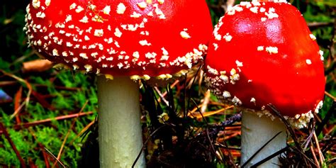 Where To Find Magic Mushrooms In California All Mushroom Info