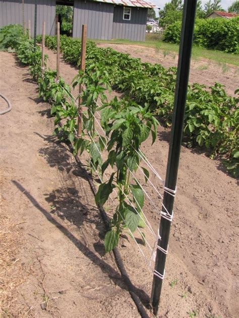 Stakes Twine Cheap Tomato Support Tomato Trellis Tomato Plants