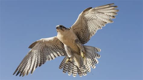 Clee Hill Peregrine Falcons Killed With Poisoned Pigeon Bbc News