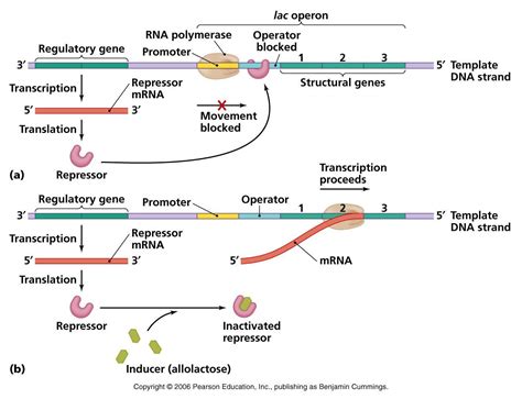 Lac Operon Definition Structure Inducers Diagram