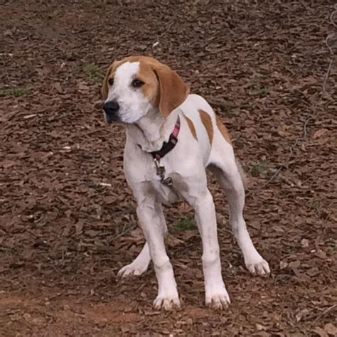 Please select petrescue id pet name group article. Found Dog - Unknown - Gainesville, GA, USA 30504 on April ...