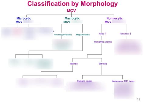 Flow Chart Classification Of Anemias By Morphology Diagram Quizlet