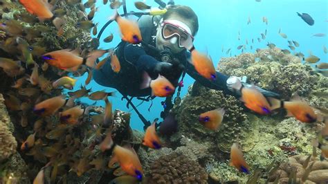 Cebu Scuba Diving Youtube